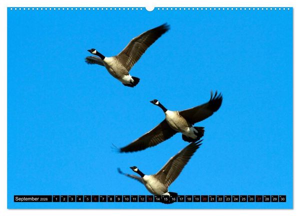 Produktbild: KANADA-GANS - Der 'hupende' Vogel (hochwertiger Premium Wandkalender 2026 DIN A2 quer), Kunstdruck in Hochglanz