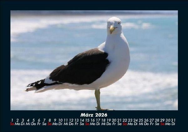Produktbild: M&ouml;wen 2026 Fotokalender DIN A5