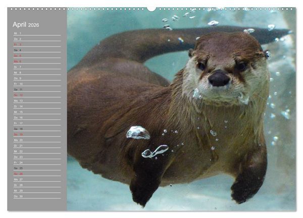 Produktbild: Otter. Frech, laut und clever (Wandkalender 2026 DIN A2 quer), CALVENDO Monatskalender