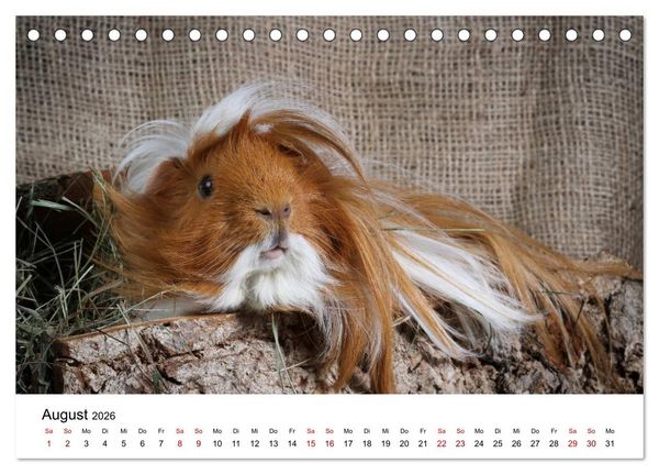 Produktbild: Unsere Meerschweinchen (Tischkalender 2026 DIN A5 quer), CALVENDO Monatskalender