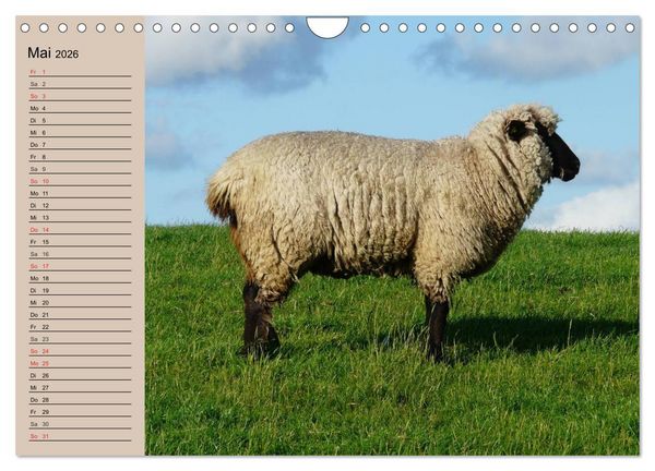 Produktbild: Schafe z&auml;hlen leicht gemacht! (Wandkalender 2026 DIN A4 quer), CALVENDO Monatskalender