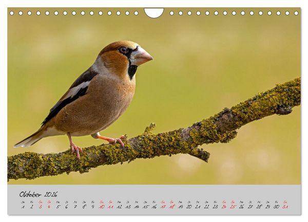 Produktbild: Bunte V&ouml;gel am Futterplatz (Wandkalender 2026 DIN A4 quer), CALVENDO Monatskalender