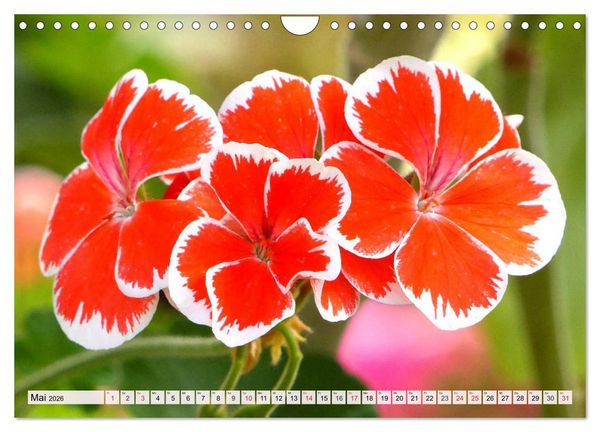 Produktbild: Pelargonien. Die Klassiker unter den Bl&uuml;hwundern (Wandkalender 2026 DIN A4 quer), CALVENDO Monatskalender