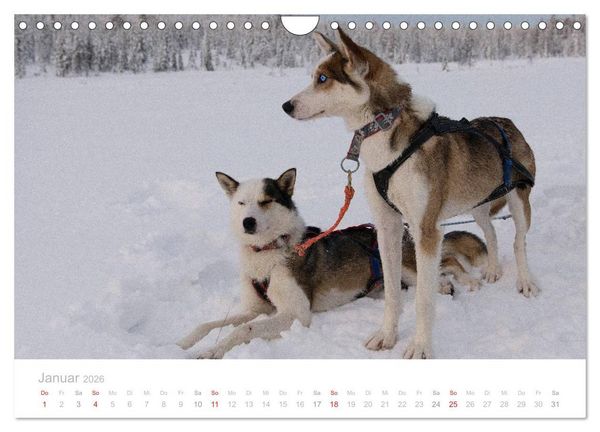 Produktbild: Heimat der Samen (Wandkalender 2026 DIN A4 quer), CALVENDO Monatskalender