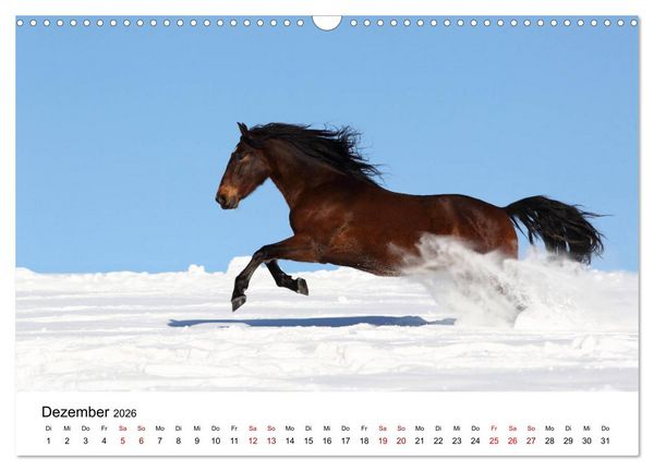 Produktbild: Pferde - im Galopp durch's Jahr 2026 (Wandkalender 2026 DIN A3 quer), CALVENDO Monatskalender