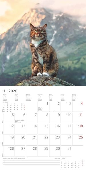 Produktbild: Katzen 2026 - Broschürenkalender 30x30 cm (30x60 geöffnet) - Kalender mit Platz für Notizen - Cats - Bildkalender - Wandplaner - Katzenkalender