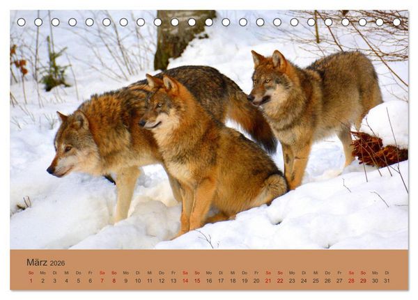 Produktbild: Begegnungen DER WOLF (Tischkalender 2026 DIN A5 quer), CALVENDO Monatskalender