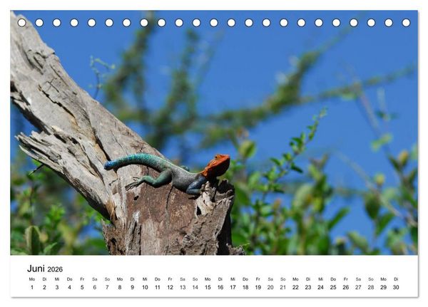 Produktbild: Faszination - Echsen (Tischkalender 2026 DIN A5 quer), CALVENDO Monatskalender