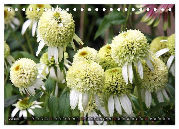 Produktbild: Sonnenhut im Garten (Tischkalender 2026 DIN A5 quer), CALVENDO Monatskalender