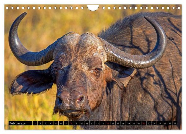 Produktbild: Safari durch das S&uuml;dliche Afrika (Wandkalender 2026 DIN A4 quer), CALVENDO Monatskalender