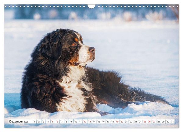 Produktbild: Berner Sennenhunde - Freunde f&uuml;r ein ganzes Leben (Wandkalender 2026 DIN A3 quer), CALVENDO Monatskalender