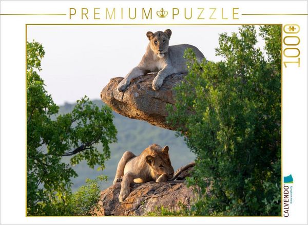 CALVENDO Puzzle Zwei Löwinnen im goldenen Morgenlicht in Südafrika | 1000 Teile Lege-Größe 64x48cm Foto-Puzzle für glückliche Stunden