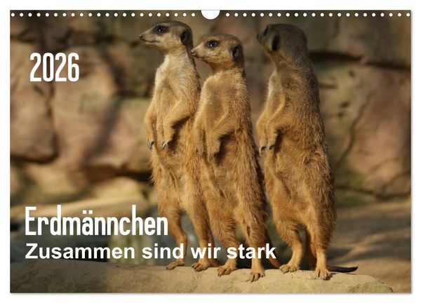 Erdmännchen – Zusammen sind wir stark (Wandkalender 2026 DIN A3 quer), CALVENDO Monatskalender