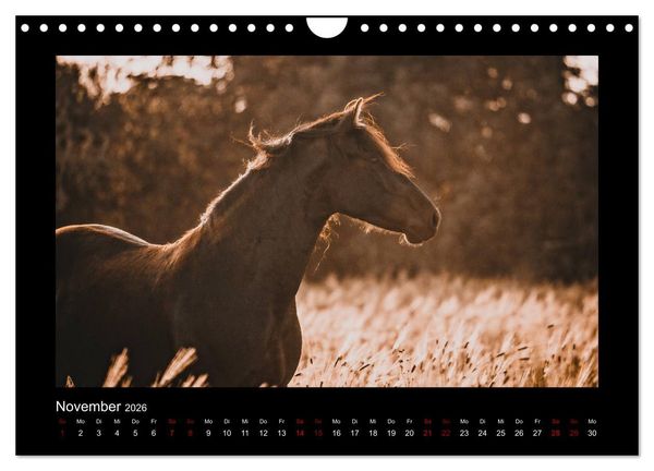 Produktbild: Die Faszinierende Welt der Pferde (Wandkalender 2026 DIN A4 quer), CALVENDO Monatskalender