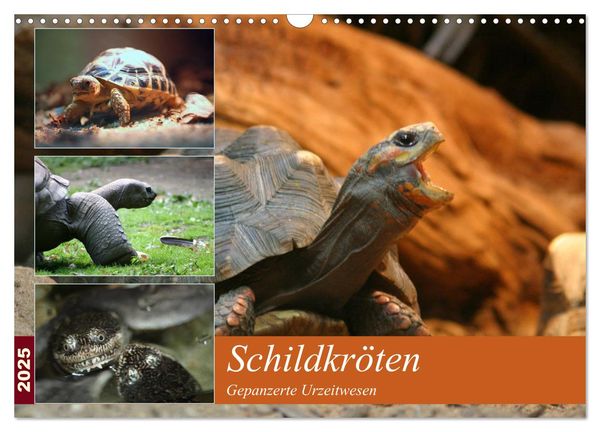 Schildkröten - Gepanzerte Urzeitwesen (Wandkalender 2025 DIN A3 quer), CALVENDO Monatskalender