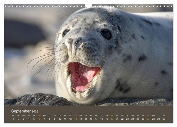 Produktbild: Robben auf der Helgol&auml;nder D&uuml;ne (Wandkalender 2026 DIN A3 quer), CALVENDO Monatskalender