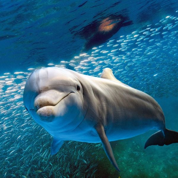 Produktbild: Delfine / Dolphins 2027