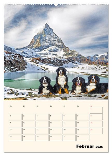 Produktbild: Traumhaft sch&ouml;n - Der Berner Sennenhund (Wandkalender 2026 DIN A2 hoch), CALVENDO Monatskalender