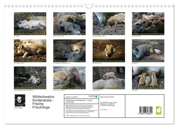 Produktbild: Wildschweins Kinderstube - Freche Frischlinge (Wandkalender 2026 DIN A3 quer), CALVENDO Monatskalender