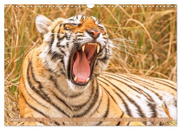 Produktbild: Tiger: Gestreifte J&auml;ger (Wandkalender 2026 DIN A3 quer), CALVENDO Monatskalender