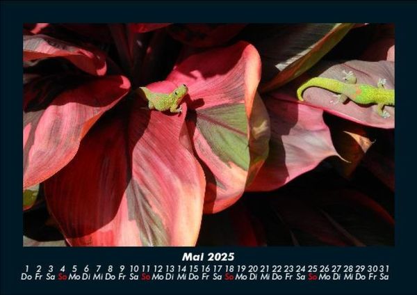 Produktbild: Pflanzen und Bl&uuml;ten 2025 Fotokalender DIN A5