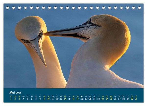 Produktbild: Helgol&auml;nder Basst&ouml;lpel 2026 (Tischkalender 2026 DIN A5 quer), CALVENDO Monatskalender