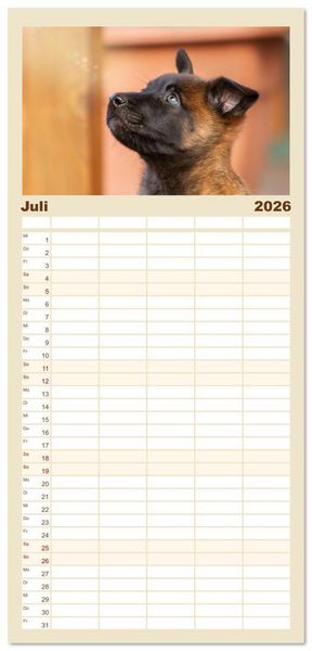 Produktbild: Familienplaner 2026 - Mit dem Malinois durch das Jahr mit 5 Spalten (Wandkalender, 21 x 45 cm) CALVENDO