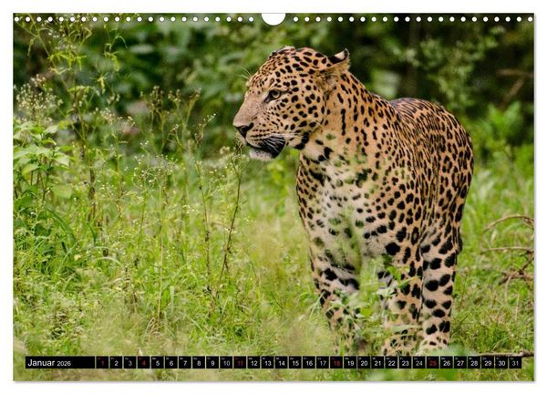 Produktbild: Die Lautlosen. Geparden und Leoparden (Wandkalender 2026 DIN A3 quer), CALVENDO Monatskalender