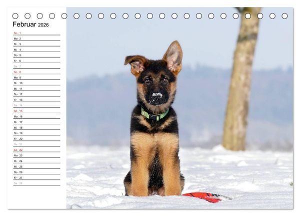 Produktbild: Deutscher Sch&auml;ferhund - Welpen (Tischkalender 2026 DIN A5 quer), CALVENDO Monatskalender