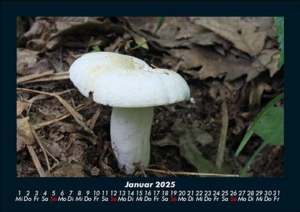 Produktbild: Pilzkalender 2025 Fotokalender DIN A5