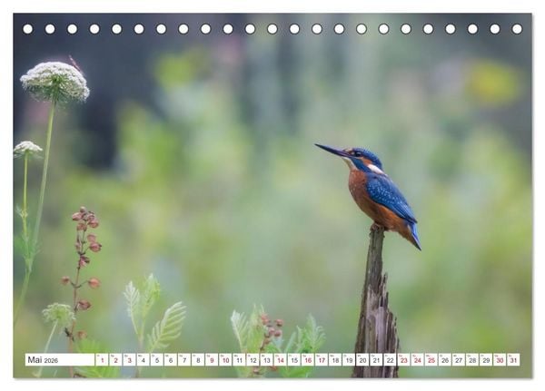 Produktbild: Der blaue Diamant - Fotos vom Eisvogel (Tischkalender 2026 DIN A5 quer), CALVENDO Monatskalender
