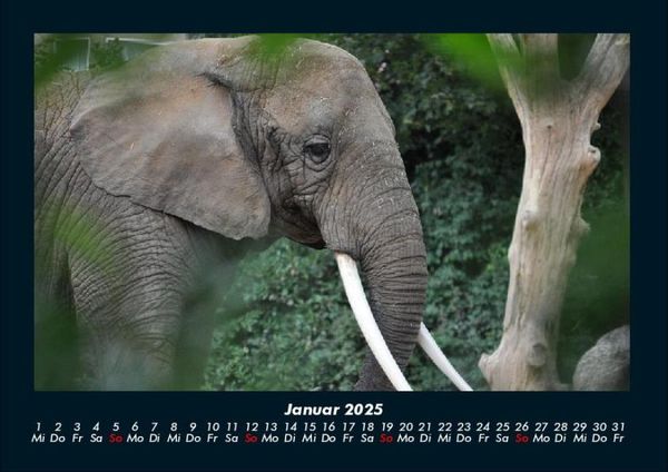 Produktbild: Der Elefantenkalender 2025 Fotokalender DIN A4