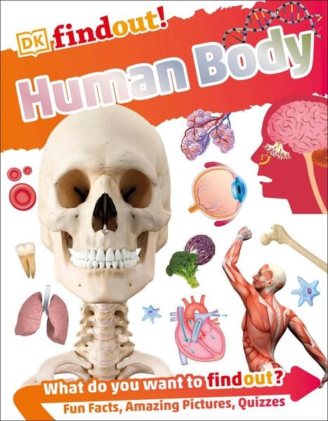Produktbild: DKfindout! Human Body