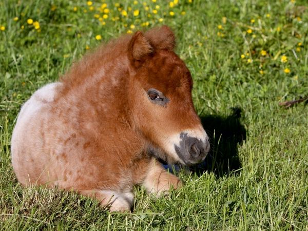Produktbild: CALVENDO Puzzle Liegendes Pony-Fohlen | 1000 Teile Lege-Gr&ouml;&szlig;e 64x48cm Foto-Puzzle f&uuml;r gl&uuml;ckliche Stunden