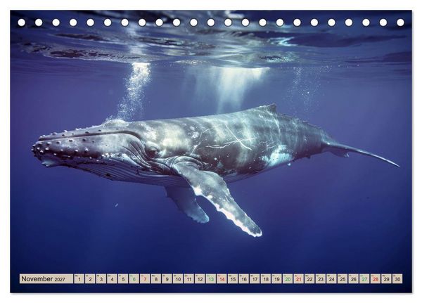 Produktbild: Gro&szlig;tiere - Weltweit (Tischkalender 2027 DIN A5 quer), CALVENDO Monatskalender