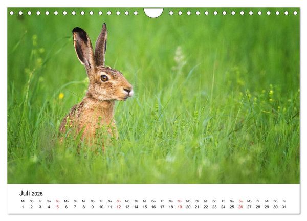 Produktbild: Unsere heimische Tierwelt (Wandkalender 2026 DIN A4 quer), CALVENDO Monatskalender
