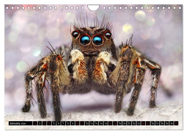 Produktbild: Jumping Spiders (Wall Calendar 2026 DIN A4 landscape), CALVENDO 12 Month Wall Calendar