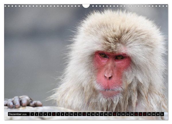 Produktbild: Schneeaffen im Jigokudani Nationalpark (Wandkalender 2026 DIN A3 quer), CALVENDO Monatskalender