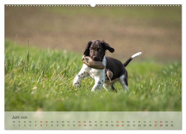 Produktbild: Treue Jagdgef&auml;hrten Der kleine M&uuml;nsterl&auml;nder (hochwertiger Premium Wandkalender 2026 DIN A2 quer), Kunstdruck in Hochglanz