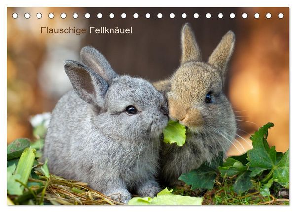Produktbild: Flauschige Fellkn&auml;uel (Tischkalender 2026 DIN A5 quer), CALVENDO Monatskalender