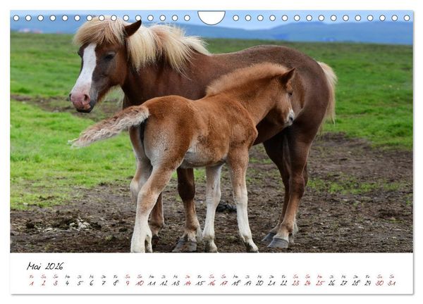 Produktbild: Islandpferde take it Isi (Wandkalender 2026 DIN A4 quer), CALVENDO Monatskalender