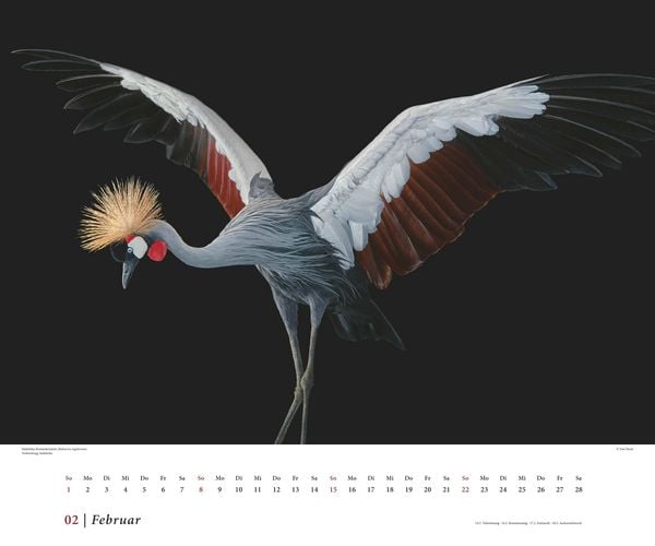 Produktbild: Tim Flach: Vögel 2026 – Posterkalender von DUMONT– Vogel-Porträts von Tim Flach – Poster-Format 50 x 70 cm