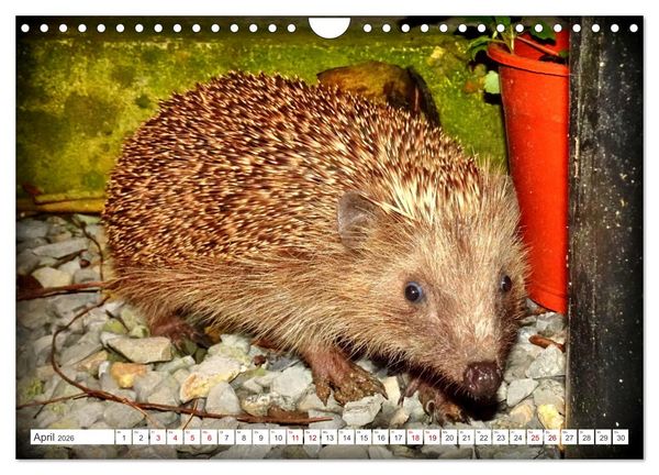 Produktbild: Mein Haus-Igel (Wandkalender 2026 DIN A4 quer), CALVENDO Monatskalender