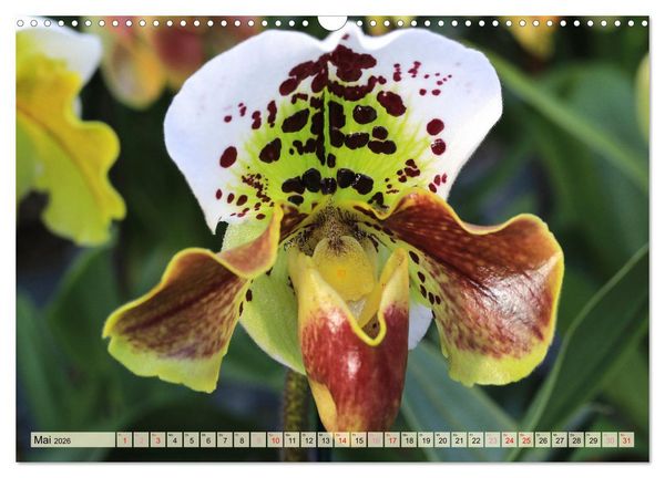 Produktbild: Beliebte Orchideen (Wandkalender 2026 DIN A3 quer), CALVENDO Monatskalender