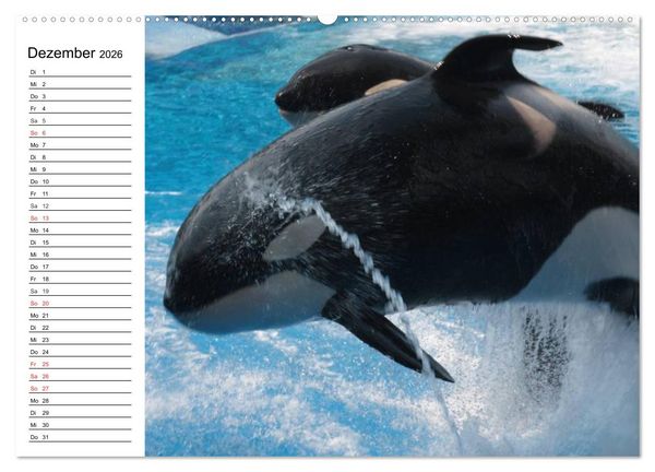 Produktbild: Wale. Kolosse der Meere (Wandkalender 2026 DIN A2 quer), CALVENDO Monatskalender