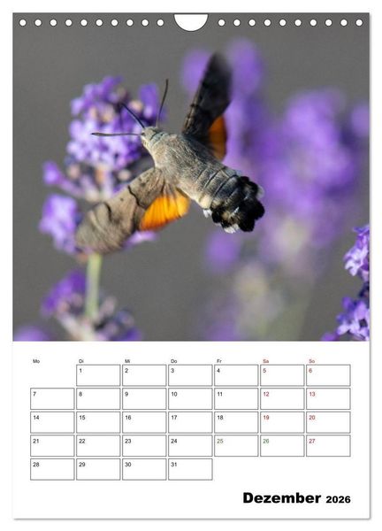 Produktbild: Insekten im Fokus (Wandkalender 2026 DIN A4 hoch), CALVENDO Monatskalender