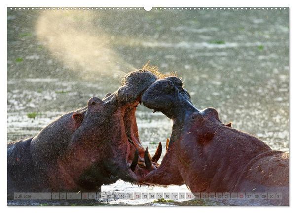 Produktbild: Flusspferde Magie des Augenblicks - Hippos in Afrika (Wandkalender 2026 DIN A2 quer), CALVENDO Monatskalender