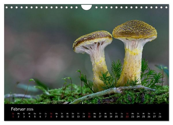 Produktbild: Pilzgalerie (Wandkalender 2026 DIN A4 quer), CALVENDO Monatskalender
