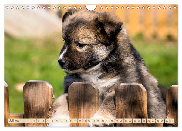 Produktbild: Bezaubernde Islandhundewelpen (Wandkalender 2026 DIN A4 quer), CALVENDO Monatskalender