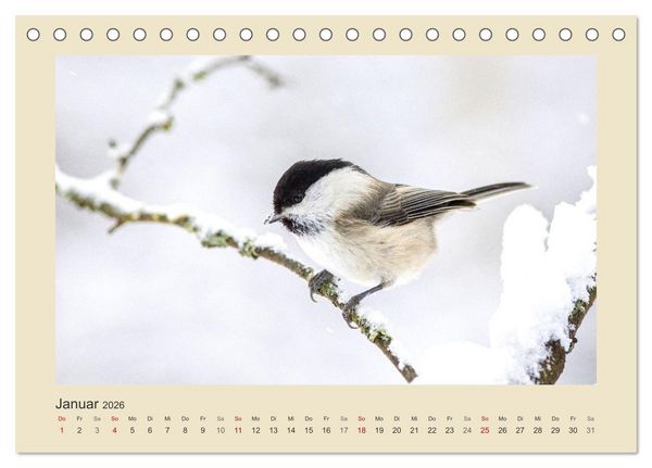 Produktbild: Tiere im Wald. Bezaubernde Begegnungen (Tischkalender 2026 DIN A5 quer), CALVENDO Monatskalender